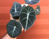 Alocasia Reginula Black Velvet Plug Indoor and Outdoor Live Tropical House Plant Rooted Easy Care Starter Plant