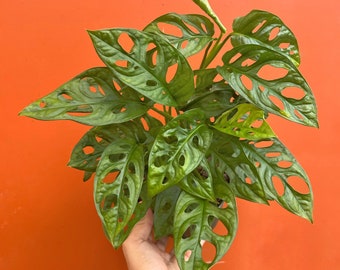 MONSTERA ADANSONII in 6 inch Pot | Swiss Cheese Plant | Indoor/Outdoor Live Tropical House plant | Easy Care Starter Tree