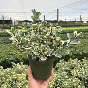 Ficus Variegated Triangularis Plant | Indoor and Outdoor Live Tropical House Plant | Home and Office Decor | Rooted Easy Care in 6&quot; Pot