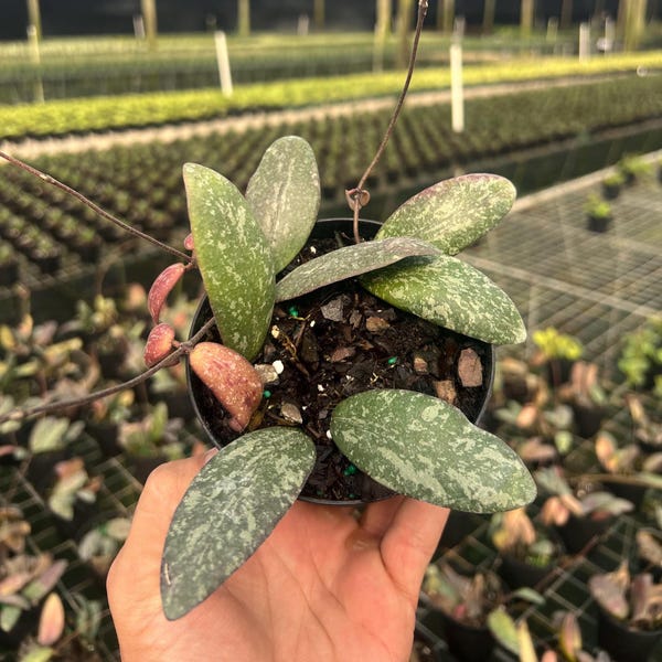 Hoya Sigillatis | Live Indoor & Outdoor Tropical House plant | Climbing and Trellis | Home and Office | Easy Care 4" Pot