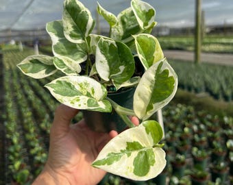 Epipremnum Neon Joy Pothos/ Rare Import/philodendron Collectors/grower  Choices/2" Pot Starter Size Plants US Seller - Etsy