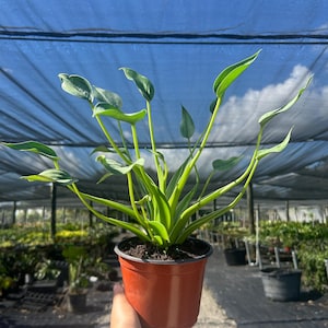 May include: A potted plant with long, green leaves and stems. The plant is in a brown plastic pot, held by a person. The background shows a nursery with other plants and a blue sky.