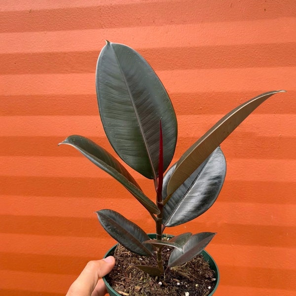 Rubber Plant Ficus elastica 6" Pot | Ficus Burgundy Tree | Tropical Live House Plant | Indoor and Outdoor | Rooted Easy Care Starter Plant