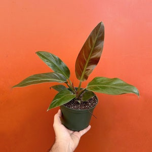 Red Imperial Philodendron | 4 or 6 inch Pot | Indoor & Outdoor Live Tropical House plant | Rooted Easy Care Starter Plant