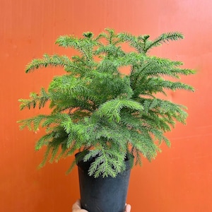 May include: A potted Norfolk Island pine tree with green needles in a black plastic pot. The plant is being held in a person's hand against an orange wall.