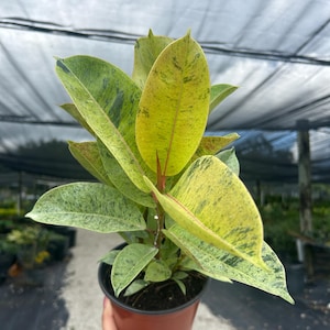 May include: A potted rubber plant with large, variegated leaves in shades of green and yellow. The plant is in a brown plastic pot, held by a person. The leaves have a speckled pattern, and the plant appears healthy.