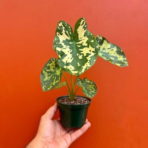 Alocasia Hilo Beauty en maceta de 4 o 6 pulgadas / Planta oreja de elefante / Caladium, planta tropical de interior y exterior / Planta joven enraizada de fácil cuidado