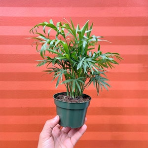 Parlor Palm - Neanthe bella palm - Chamaedorea elegans | Indoor & Outdoor Live Tropical House plant | Easy Care Tree in 4" or 6" Inch Pot