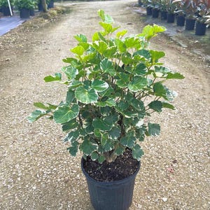 May include: A potted plant with green and white variegated leaves. The plant is in a black plastic pot and sits on a gravel surface. The plant has multiple stems and a full, bushy appearance. Other plants are visible in the background.
