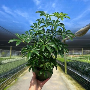May include: A vibrant green Schefflera plant in a dark green pot. The plant has multiple glossy, umbrella-shaped leaves. The background shows a bright blue sky and a greenhouse setting, suggesting a nursery or garden center.