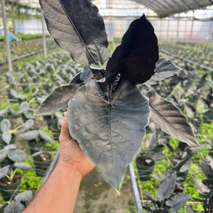 May include: A close-up of a dark green Alocasia plant with large, textured leaves. The plant is in a green pot, and the background shows a greenhouse setting with rows of similar plants.
