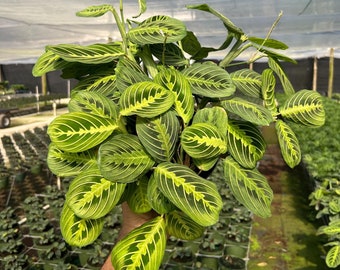 Maranta Lemon Lime Prayer Plant Calathea | Live Tropical Houseplant |  Outdoor or Indoor Home & Office Decor Easy Care in 4" and 6" Inch Pot - Etsy