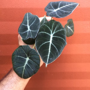 Alocasia Reginula Black Velvet Plug | Indoor and Outdoor Live Tropical House Plant | Rooted Easy Care Starter Plant