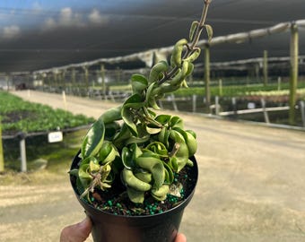 Hoya Hindu Rope Carnosa Compacta | Wax Vine Plant | Live Indoor