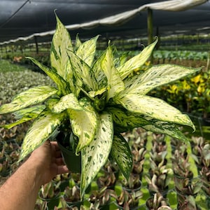 May include: A potted green and white variegated plant with large, pointed leaves. The plant is in a small brown pot and is surrounded by other plants.