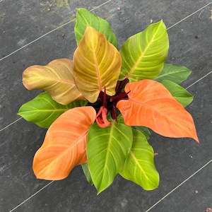 May include: Overhead view of a plant with large, colorful leaves. The leaves transition from bright green to shades of orange and yellow. The plant's stems are a deep red, and it sits on a dark, textured surface.