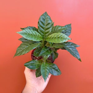 Arabica Coffee Plant in 4" or 6" inch Pots | Indoor & Outdoor Live Tropical House plant | Easy Care Plant