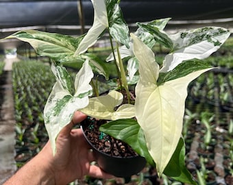 Syngonium Albo Plant - Rare Variegated Arrow Head Leaf | Live Tropical Houseplant | Indoor Home Decor | Easy Care Rooted in 4” or 6" Pot