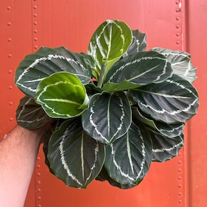 May include: A Calathea plant with large, dark green leaves featuring a striking white and light green pattern along the edges and veins. The plant is held against a vibrant orange background, showcasing its lush foliage.