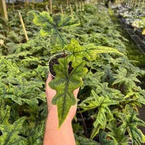 Alocasia Jacklyn Elephant Ears in 4” and  6" inch Pot | Indoor & Outdoor Live Tropical House plant | Rooted Easy Care Starter Plant