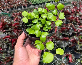 Hoya Endauensis | Live Indoor & Outdoor Tropical House plant | Vining, Climbing and Trellis | Home and Office Decor | Easy Care in 4" Pot