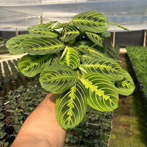 May include: A close-up of a green and yellow striped Calathea plant with large, oval leaves. The plant is being held by a person's hand.