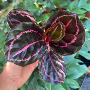 Pu&ograve; includere: Primo piano di una pianta da interno con foglie verde scuro con venature rosa. La pianta &egrave; tenuta nella mano di una persona.