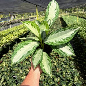 Silver Queen Aglaonema Chinese Evergreen - Etsy