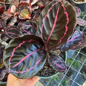 Pu&ograve; includere: Primo piano di una pianta da interno verde scuro con foglie grandi di colore verde scuro con venature rosa. La pianta &egrave; in un vaso nero.