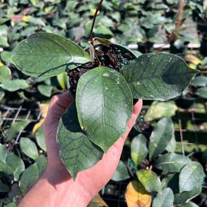 May include: A potted Hoya plant with large, dark green leaves featuring prominent veining. The plant is held in a hand, with other potted plants visible in the background. The leaves have a textured appearance, and a long, thin stem arches above the plant.