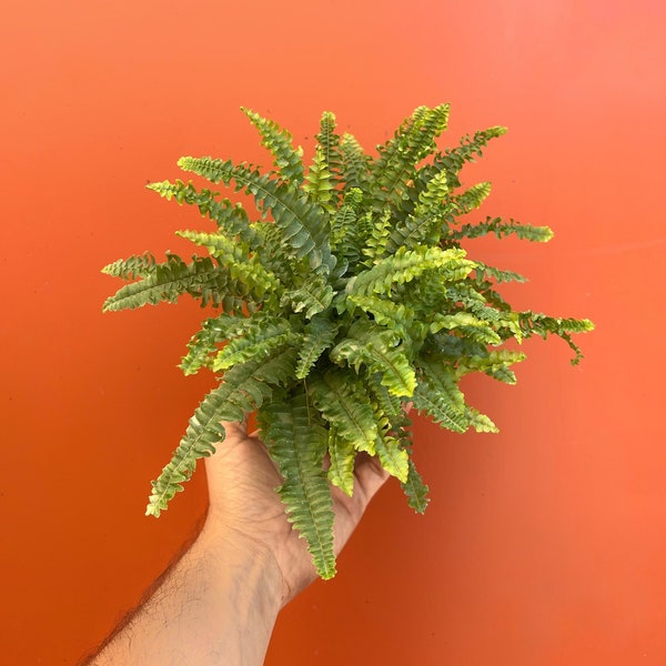 Boston Fern 'Compacta' in 4" or 6” inch Pot - Live Fern- Indoor & Outdoor Live House plant | Easy Care Starter Plant