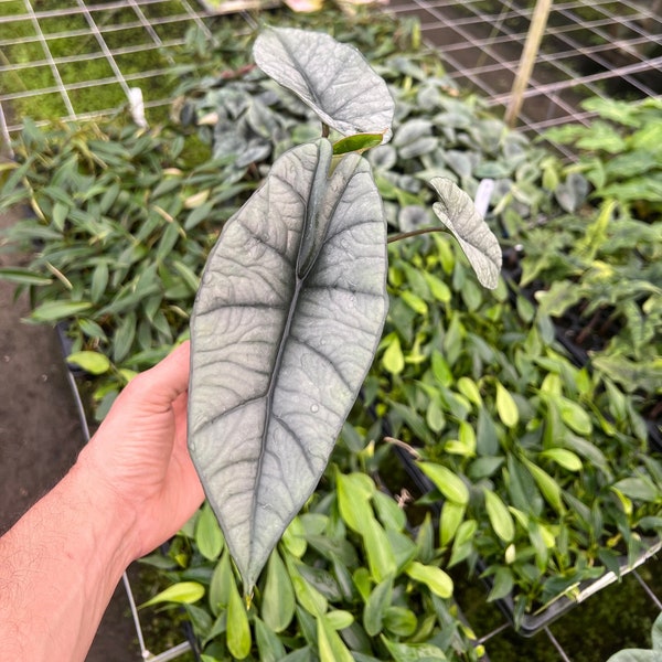 Alocasia Platinum | Rare Elephant Ear Plant | Live Indoor & Outdoor Tropical Houseplant | Rooted in 4 and 6" Pot