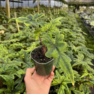 Alocasia Jacklyn Elephant Ears in 4” and  6" inch Pot | Indoor & Outdoor Live Tropical House plant | Rooted Easy Care Starter Plant