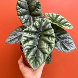 Alocasia Quilted Dreams Sinuata | 4 or 6 inch Pot | Indoor & Outdoor Live Tropical House plant | Rooted Easy Care Starter Plant