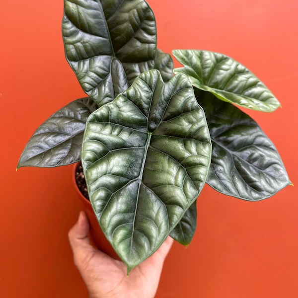 Alocasia Quilted Dreams Sinuata | 4 or 6 inch Pot | Indoor & Outdoor Live Tropical House plant | Rooted Easy Care Starter Plant