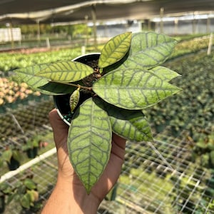 May include: A small green and white houseplant with patterned leaves in a black plastic pot. The plant is being held by a hand.
