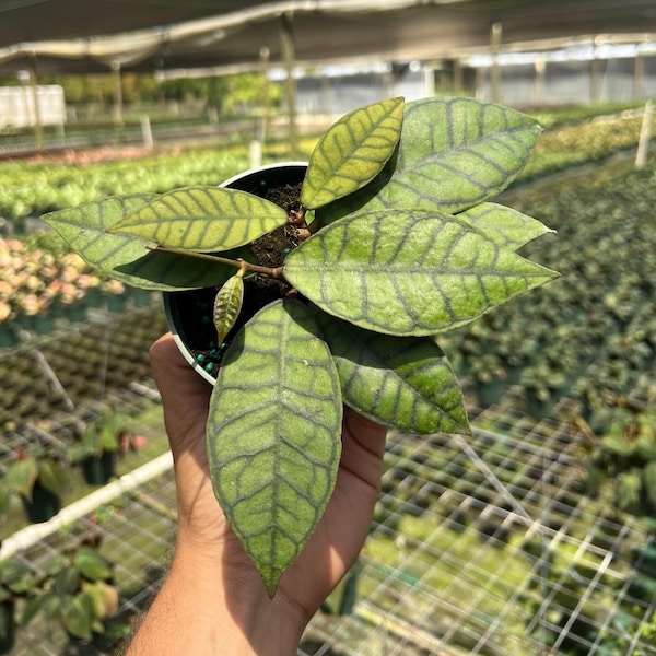 Hoya Callistophylla | Live Indoor & Outdoor Tropical House plant | Vining, Climbing and Trellis | Home and Office | Easy Care in 4" Pot