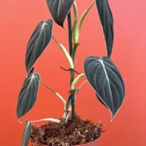 Philodendron Black Gold in 4” or 6” Pot | Philo Melanochrysum | Indoor & Outdoor Live Tropical House plant | Easy Care Plant