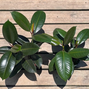 May include: Two rubber plants with large, glossy, dark green leaves are displayed. The plants are in black pots, set against a weathered wooden background. The leaves have a prominent central vein and a reddish hue at the stems.