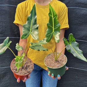 Alocasia Sarian Elephant Ears in 4” and  6" inch Pot | Indoor & Outdoor Live Tropical House plant | Rooted Easy Care Starter Plant