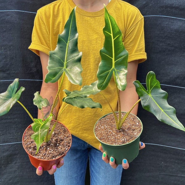 Alocasia Sarian Elephant Ears in 4” and  6" inch Pot | Indoor & Outdoor Live Tropical House plant | Rooted Easy Care Starter Plant