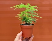 Plumosa Fern in 4 quot inch Pot - Live Asparagus Plumosus Nana Lace Fern- Indoor Outdoor Live House plant Easy Care Starter Plant