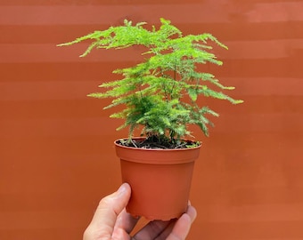 Plumosa Fern in 4" or 6” inch Pot - Live Asparagus Plumosus Nana Lace Fern- Indoor & Outdoor Live House plant | Easy Care Plant