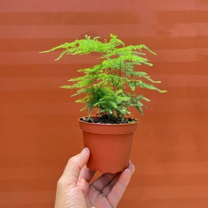 Plumosa Fern in 4&quot; and 6” inch Pot - Live Asparagus Plumosus Nana Lace Fern- Indoor & Outdoor Live House plant | Easy Care Plant