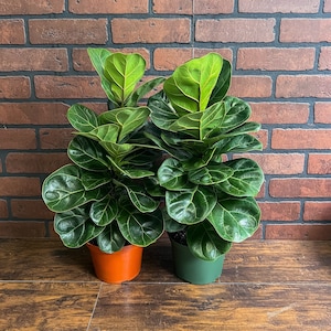 FICUS LYRATA Dwarf Fiddle Leaf Fig with 6" Pot| Little Sunshine Bambino | LIVE Indoor & Outdoor Tropical Houseplant | Easy Care Starter Tree