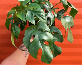 MONSTERA GINNY in 6" Pot | Mini Split Leaf Rhaphidophora tetrasperma | Indoor/Outdoor Live Tropical House plant | Easy Care Plant Vine