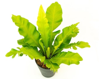 Bird's Nest Fern Asplenium nidus 6" Pot | Indoor & Outdoor Live House plant | Rooted Easy Care Starter Plant