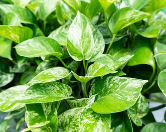 3 Marble Queen Pothos Cutting | Multiple Nodes per Cutting | Starter Plant | Easy Indoor Plant | House Plant | Air Purifying Plant