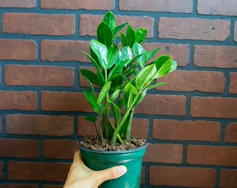 ZZ Plant 6" inch Pot Live Houseplant | Zamioculcas Zamiifolia | Indoor and Outdoor House Plant | Rooted Easy Care Plant