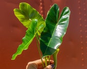 Burle Marx Philodendron Cutting Air Roots w Multiple Nodes Indoor Outdoor Live Tropical House plant Easy Care Starter Plant